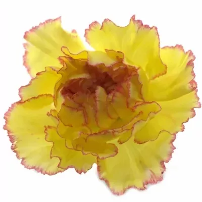 DIANTHUS ST POIROT F.G.