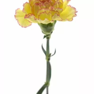 DIANTHUS ST POIROT F.G.