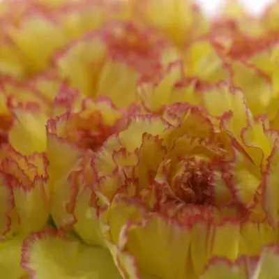 DIANTHUS ST POIROT F.G.