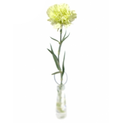 DIANTHUS ST PRADO MINT