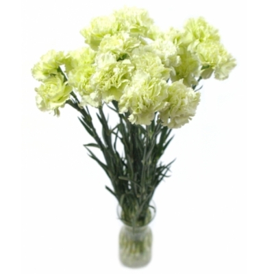 DIANTHUS ST PRADO MINT