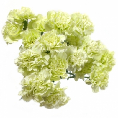 DIANTHUS ST PRADO MINT