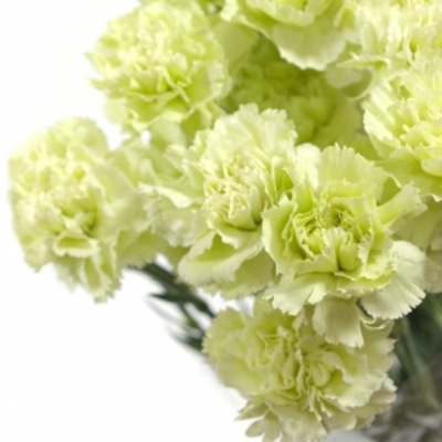 DIANTHUS ST PRADO MINT