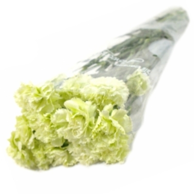 DIANTHUS ST PRADO MINT