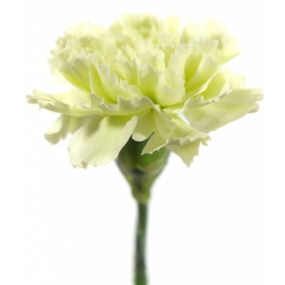 DIANTHUS ST PRADO MINT
