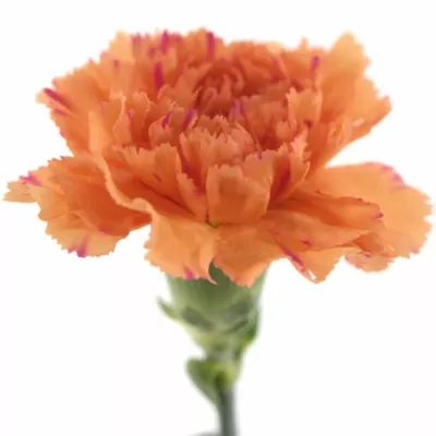 DIANTHUS ST RAGGIO DI SOLE