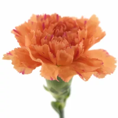 Karafiát ST RAGGIO DI SOLE 65cm