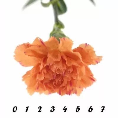 DIANTHUS ST RAGGIO DI SOLE