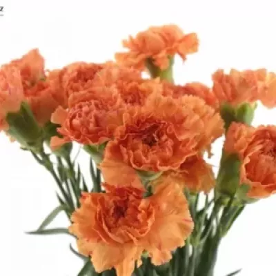 DIANTHUS ST RAGGIO DI SOLE