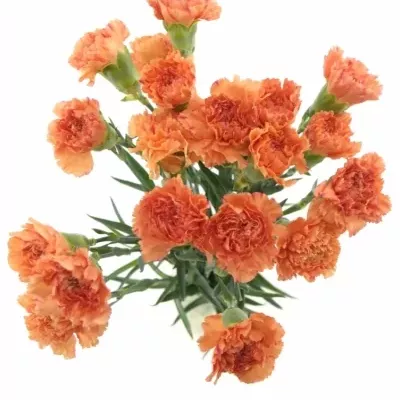 DIANTHUS ST RAGGIO DI SOLE