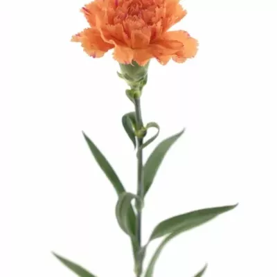 DIANTHUS ST RAGGIO DI SOLE