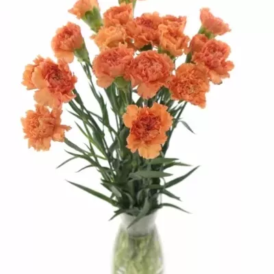 DIANTHUS ST RAGGIO DI SOLE