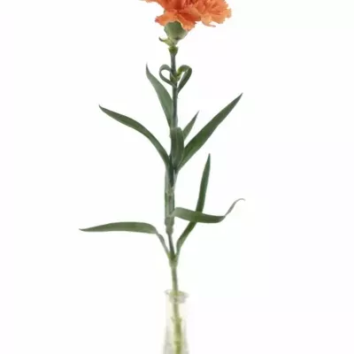 DIANTHUS ST RAGGIO DI SOLE