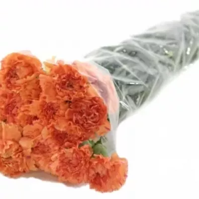 DIANTHUS ST RAGGIO DI SOLE