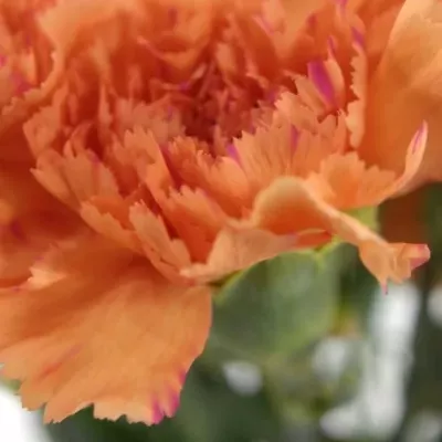 DIANTHUS ST RAGGIO DI SOLE