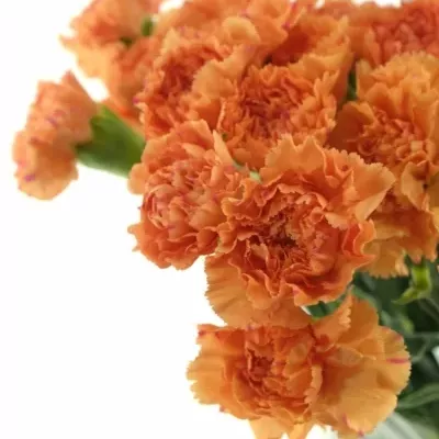 DIANTHUS ST RAGGIO DI SOLE