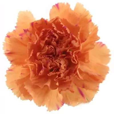 DIANTHUS ST RAGGIO DI SOLE