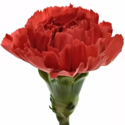 Karafiát ST RED MAGIC 55cm