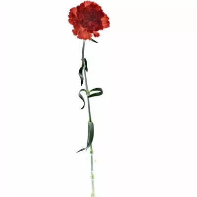 Dianthus ST RED MAGIC 55cm