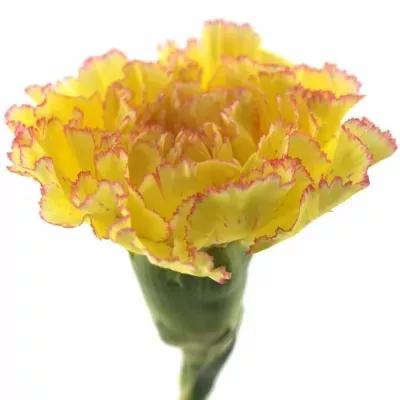 Karafiát ST REINE YELLOW 65cm