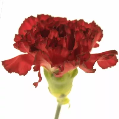 Karafiát ST RESERVA 65cm