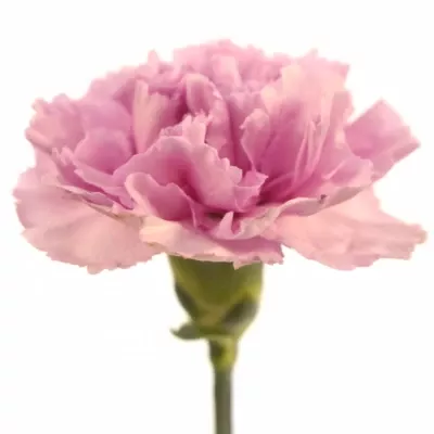 Karafiát ST RIMINI 65cm