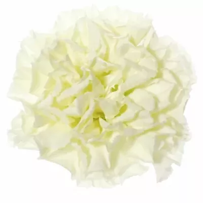 DIANTHUS ST ROMA 65cm