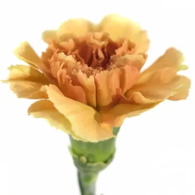 Karafiát ST SEGRETO 60cm