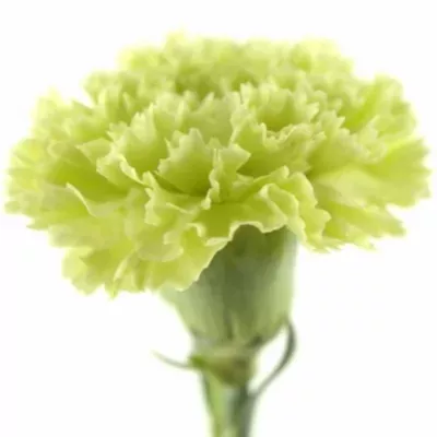 Karafiát ST SEYCHELLES 65cm