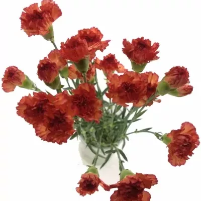 DIANTHUS ST STAR
