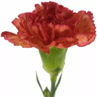 DIANTHUS ST STAR