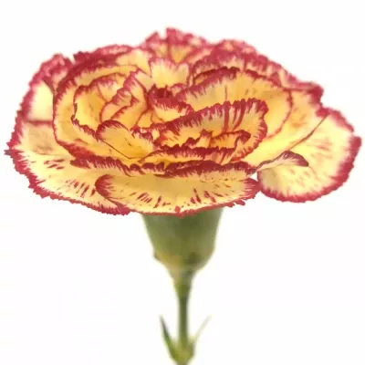 Karafiát ST SUPERSIC 65cm