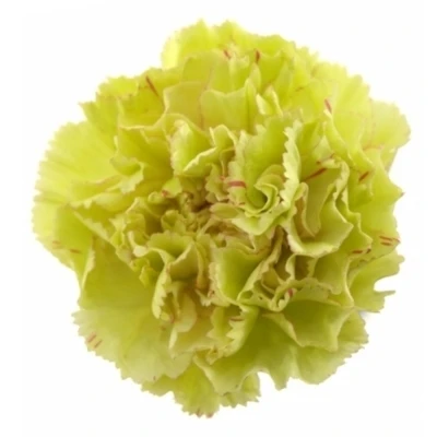 DIANTHUS ST TABASCO 65cm