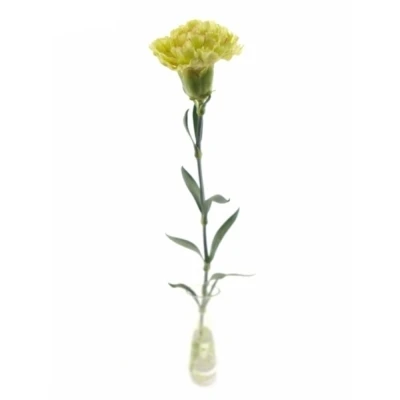 DIANTHUS ST TABASCO 65cm