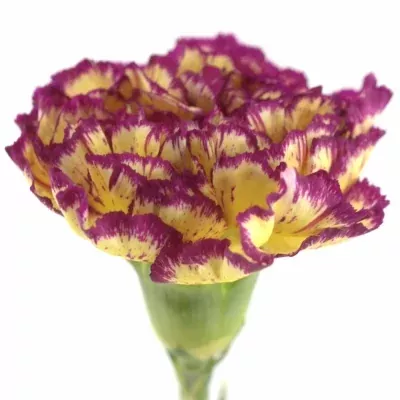 Karafiát ST TERRIE 65cm