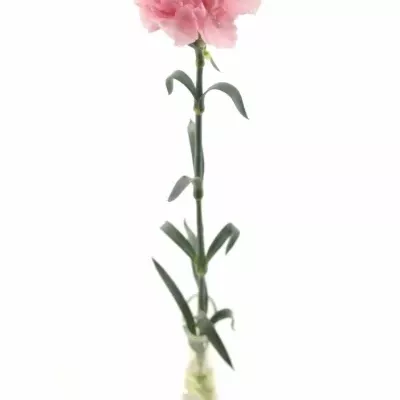 DIANTHUS ST THALIA 45cm
