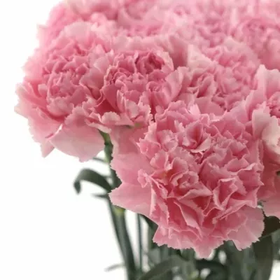 DIANTHUS ST THALIA 45cm