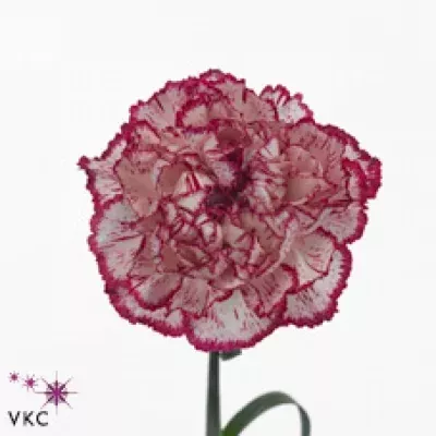 Karafiát ST TICO TICO BIANCONERO 60cm