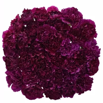 DIANTHUS ST TICO TICO VIOLET 50cm