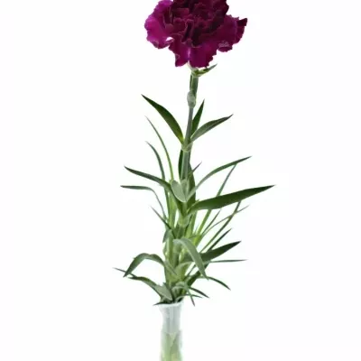 DIANTHUS ST TICO TICO VIOLET 50cm