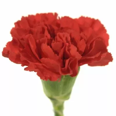 Karafiát ST TINGUA 65cm