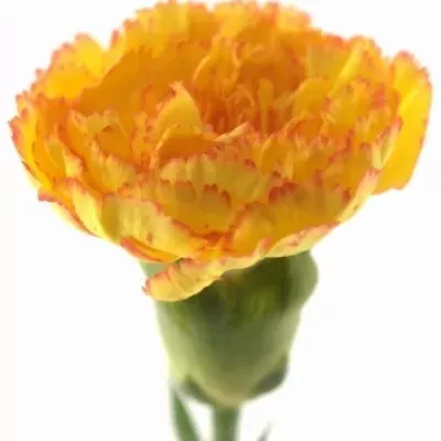 Karafiát ST TUNDRA 60cm