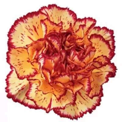 Dianthus ST VIANA 65cm