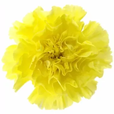 DIANTHUS ST VICTORIA