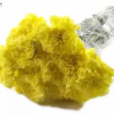 DIANTHUS ST VICTORIA