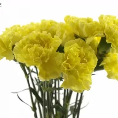 DIANTHUS ST VICTORIA