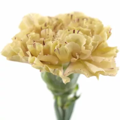 Karafiát ST VIPER 55cm