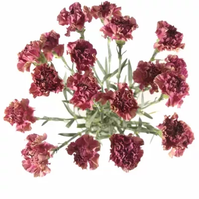 Dianthus ST VIPER WINE 55cm