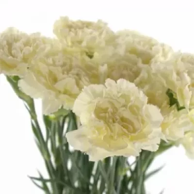 DIANTHUS ST WHITE LIBERTY 45cm