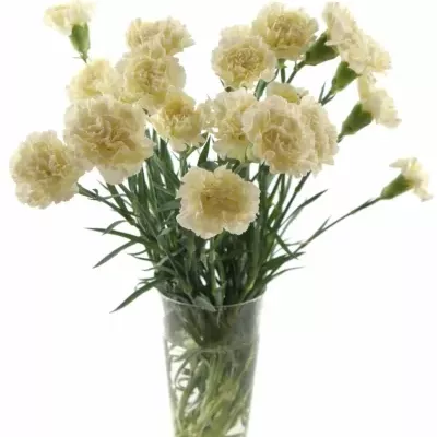 DIANTHUS ST WHITE LIBERTY 45cm